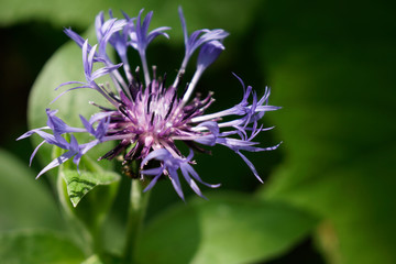 blue corn flower on field side of black forest