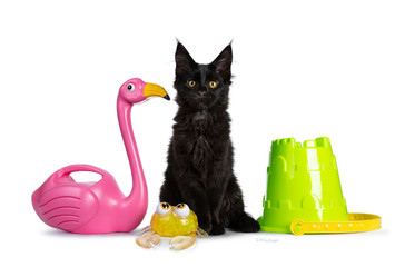 Cute solid black Maine Coon cat kitten, sitting facing front in between beach toys / gadgets. Looking at lens with golden yellow eyes. Isolated on white background.