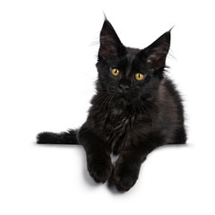 Cute solid black Maine Coon cat kitten, laying down. Looking beside lens with golden yellow eyes. Isolated on white background. Paws hanging over edge.