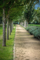 Diminishing perspective in a path with trees