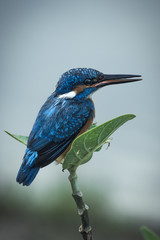 King fisher
