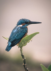 King fisher