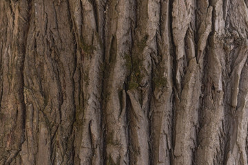 The texture of the rind of the tree.