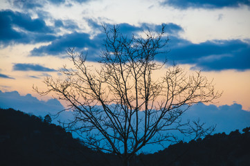 Sunset branches silhouette