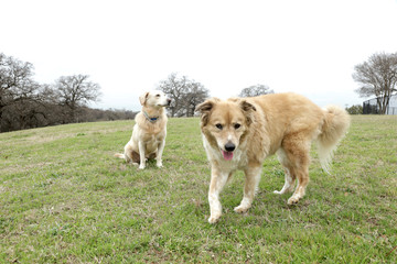 Two Dogs at Randoll Mill Park