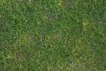 Green grass without too much.