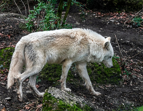 Arctic wolf. Latin name - Canis lupus arctos