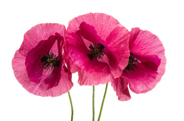 pink poppy isolated