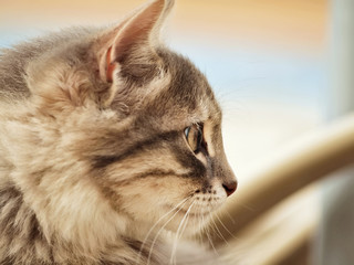 portrait of blue fluffy cat. close up. Cyprus