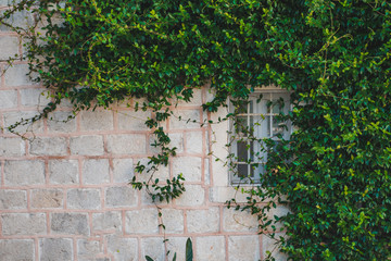 Fototapeta na wymiar building with climber plants on gray brick wall with window