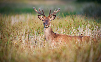 Naklejka na ściany i meble Young red deer grazing in a tall grass summer meadow, Killarney national park, Ireland