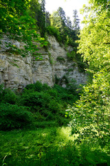 Fototapeta premium rocky ravine in black forest with a lot of plants