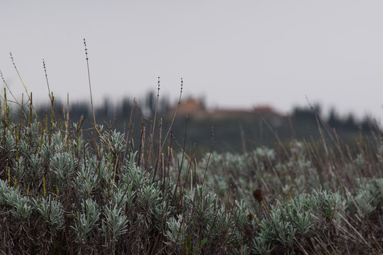 Campos de lavanda en Florencia