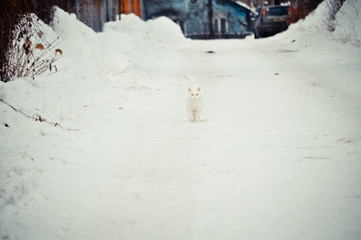 street white cat with yellow eyes on the white snow walks on a snow-covered path.