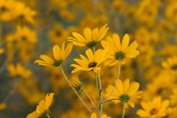 helianthus sunflower field