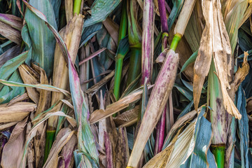 Dried corn leaves.  Natural stalks plant background.