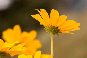 sunflower helianthus 