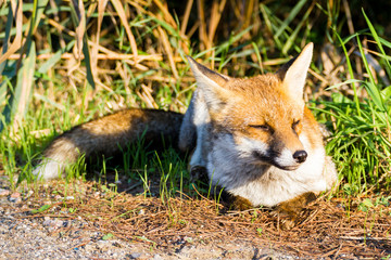 Alberese (Gr), Italy, fox close up in the maremma country, Italy