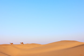 Fototapeta na wymiar Camels walking in the desert