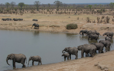 Fototapeta na wymiar Elefant in der Savanne vom in Simbabwe, Südafrika 