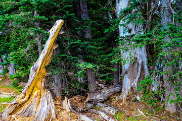 Beautiful forest view in Olympic National Park, Washington, USA.