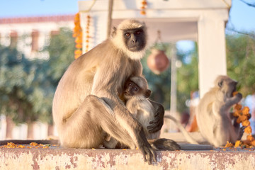 Black faced monkey hugging his baby, Pushkar, India
