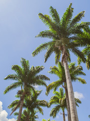 palm trees against blue sky