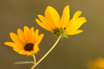 two sunflower stems helianthus