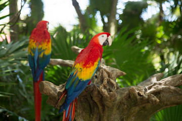 Fototapeta na wymiar aves del caribe