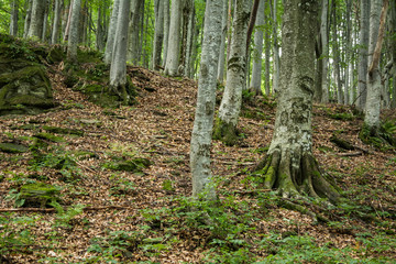 Ancient beech forest on the slopes of the Carpathian Mountains.