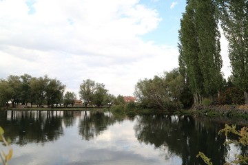 Green forest by the lake in reflection in the water beauty in nature