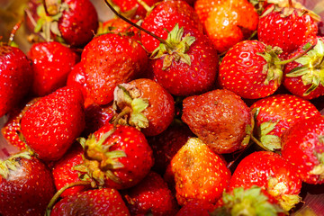 Rotten strawberry