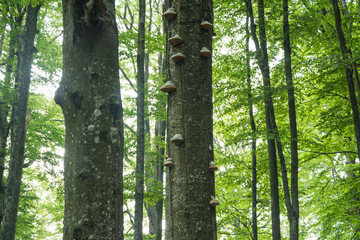 Ancient beech forest on the slopes of the Carpathian Mountains.