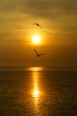 Fototapeta na wymiar Silhouette two bird Seagulls over the sea during sunset with golden light for background