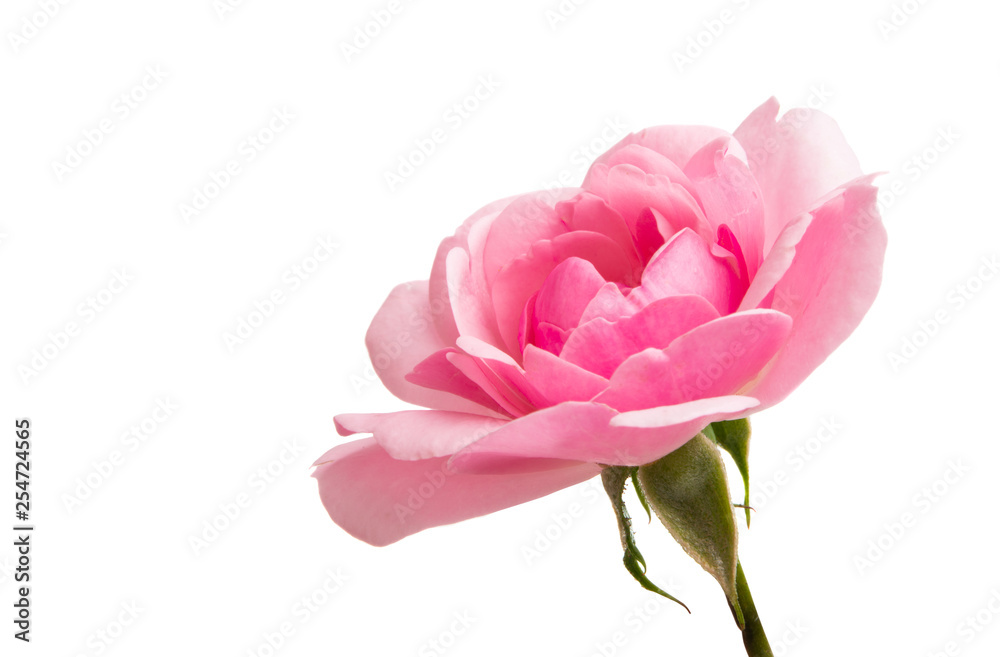 Poster pink rose isolated