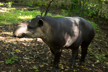 Fototapeta premium animal del caribe