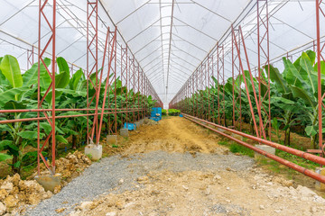 large banana greenhouse inside