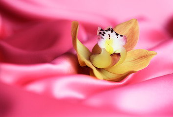 Fototapeta na wymiar Apricot orchid on a pink background
