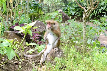 Fototapeta premium Monkey eating in a botanical garden in India.