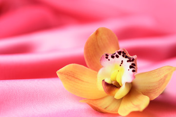 Fototapeta na wymiar Apricot orchid on a pink background