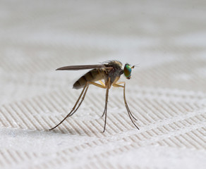 Fly insect