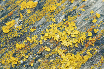 Yellow lichens. Macro shooting of lichens. Moons on the wooden surface. Texture mosses