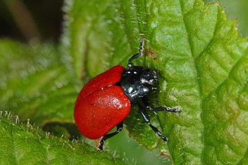 Chrysomela populi Pappelblattkäfer DE, NRW, Nonnenbachtal, Eifel 09.06.2016