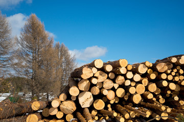 Stacked wood logs against blue sky - lumber or timber industry concept, sawn logs on a blue sky background