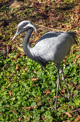 Demoiselle crane. Latin name - Grus virgo