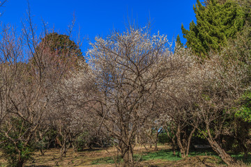 Obraz premium 冬の佐倉城跡の梅林の風景