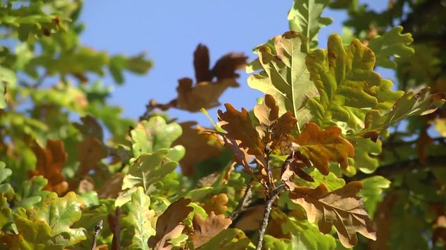 Yellow-green oak leaves against the blue sky with clouds. Autumn oak leaves in the sunlight