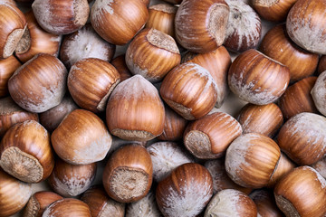 Top view close-up of many hazelnuts