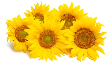 Fototapete Sonnenblumen Sonnenblume isoliert