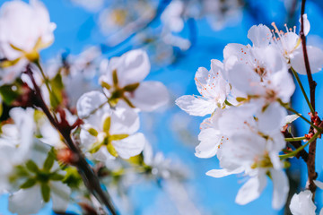 Blooming spring branches of cherry in the blue sky